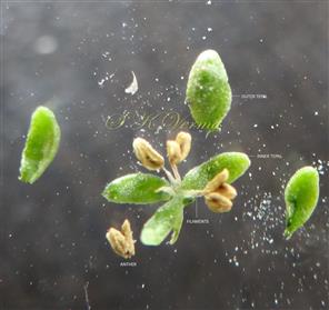  Parts of male flower